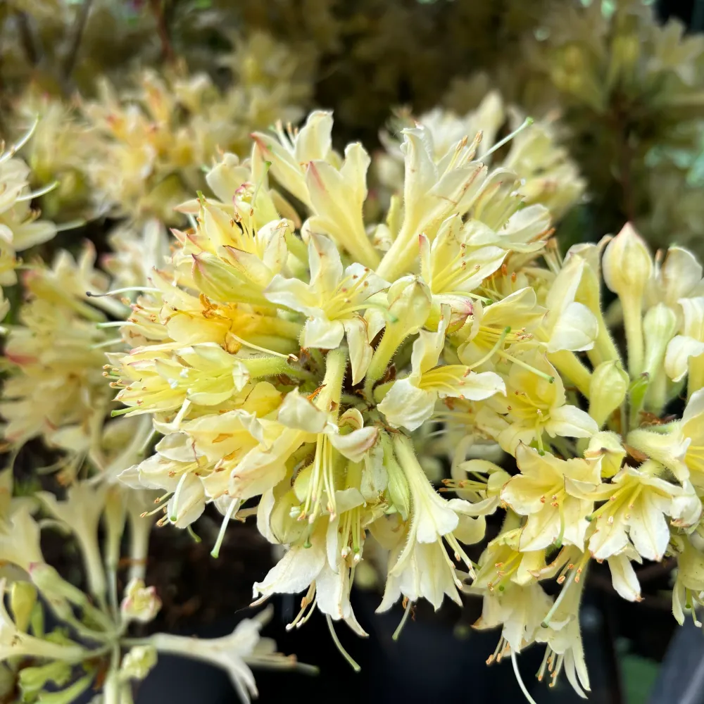 Azalea mollis 'Parfumollis Yellow' - flori galbene parfumate