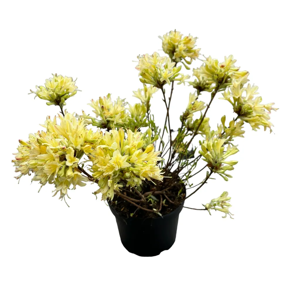 Azalea mollis 'Parfumollis Yellow' - flori galbene parfumate
