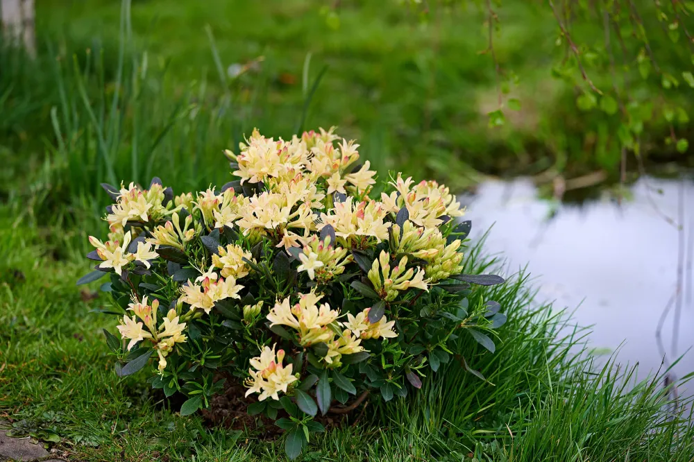 Azalea mollis 'Parfumollis Yellow' - flori galbene parfumate