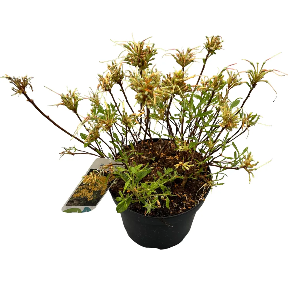 Azalea mollis 'Parfumollis Yellow' - flori galbene parfumate
