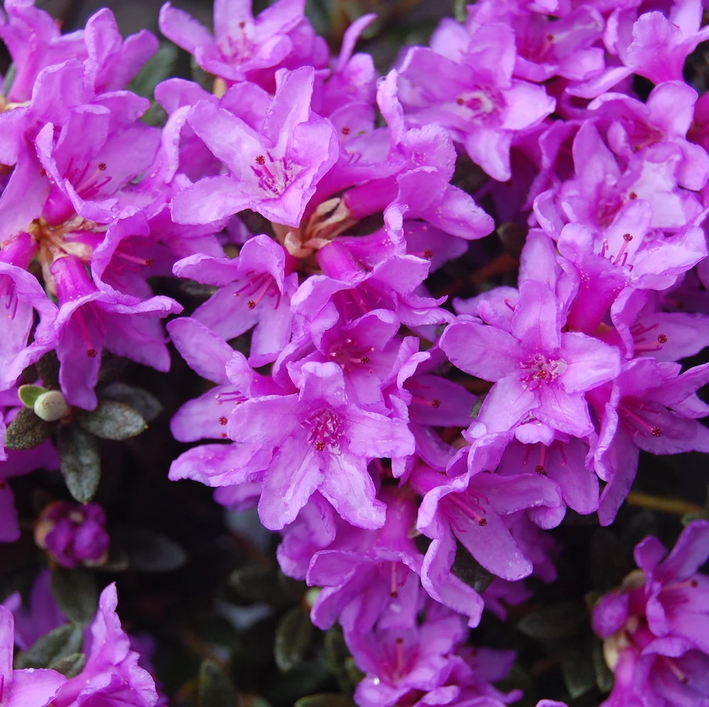 Azalee de gradina - Rhododendron 'Frost Hexe'