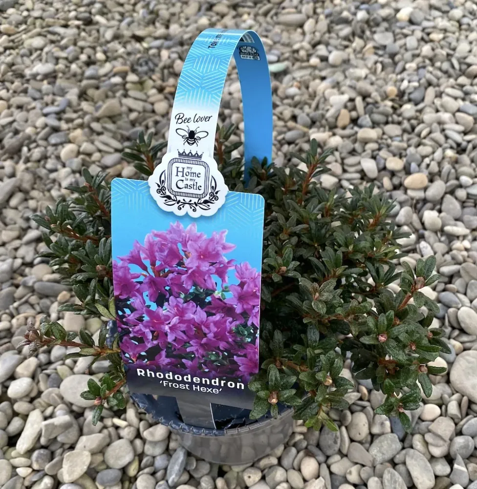 Azalee de gradina - Rhododendron 'Frost Hexe'