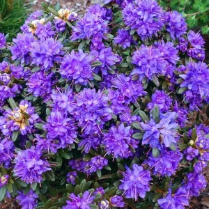 Azalee de gradina - Rhododendron impeditum 'Azurika'