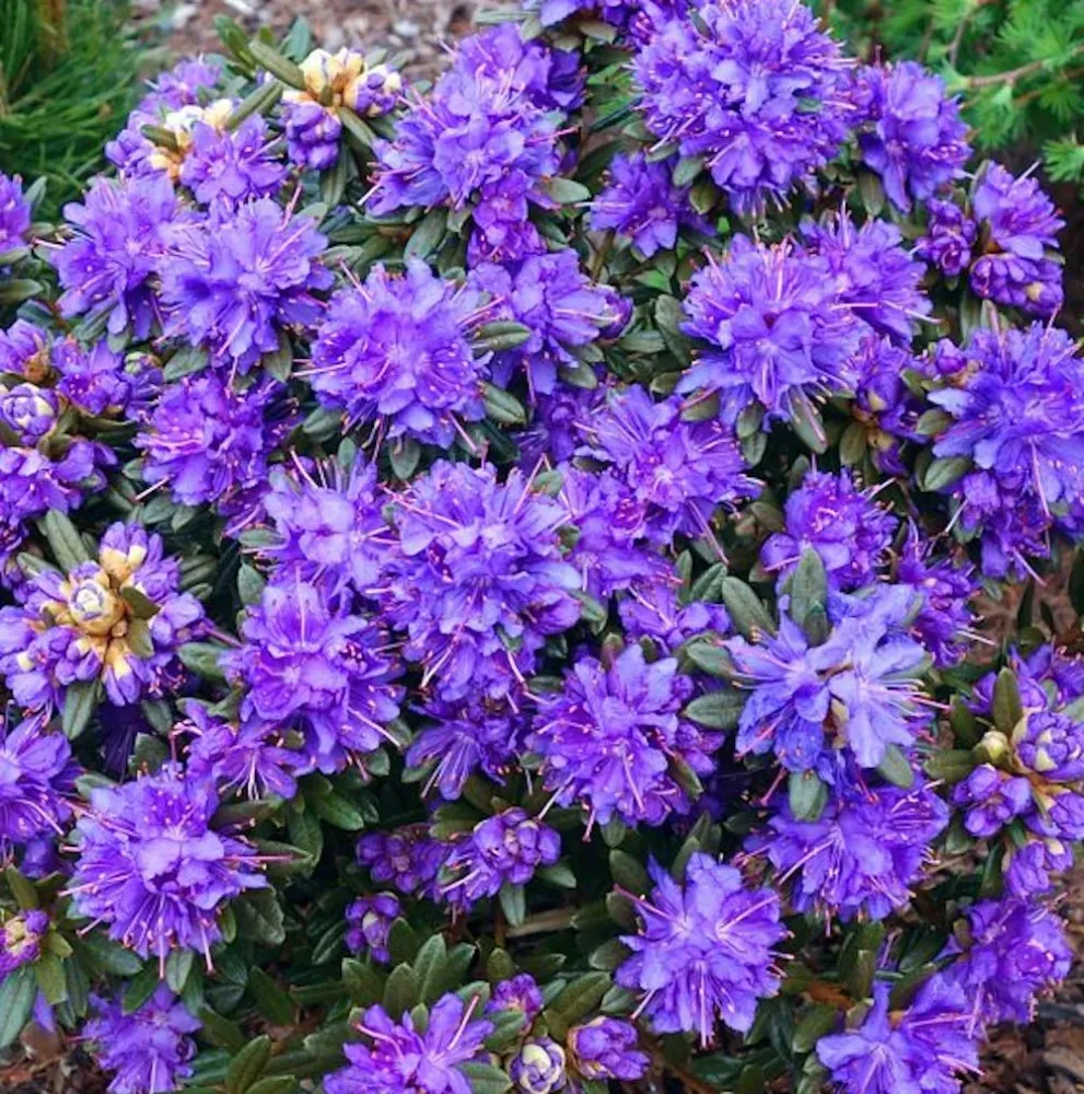 Azalee de gradina - Rhododendron impeditum 'Azurika'