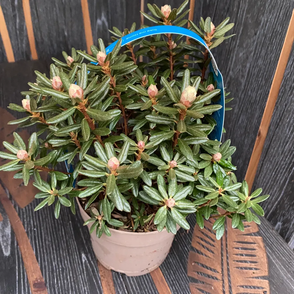 Azalee de gradina - Rhododendron impeditum 'Azurika'