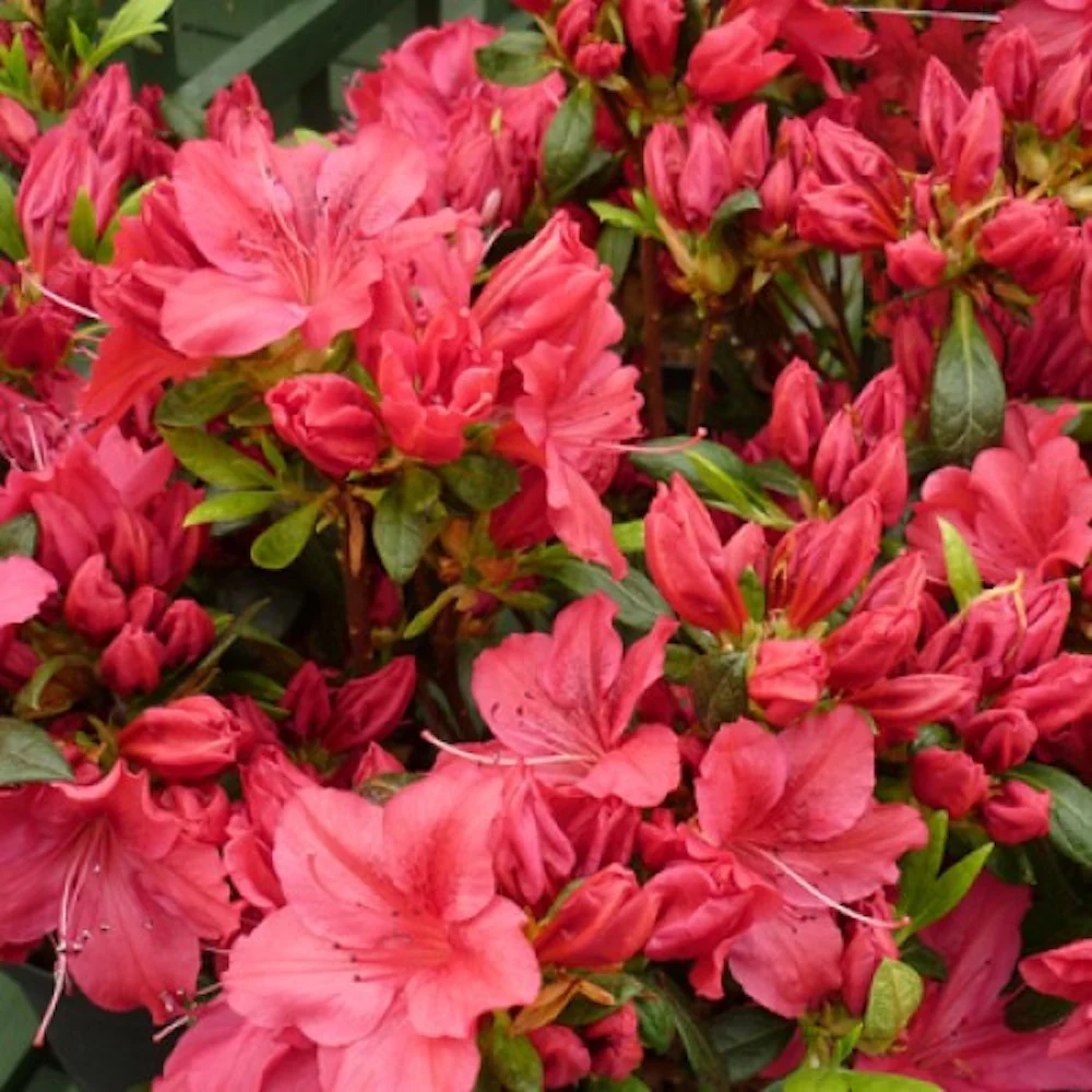 Azalee de gradina - Rhododendron Japanese Arabesk