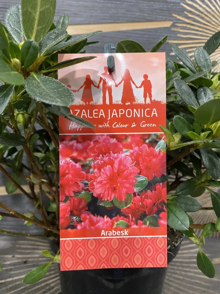 Azalee de gradina - Rhododendron Japanese Arabesk