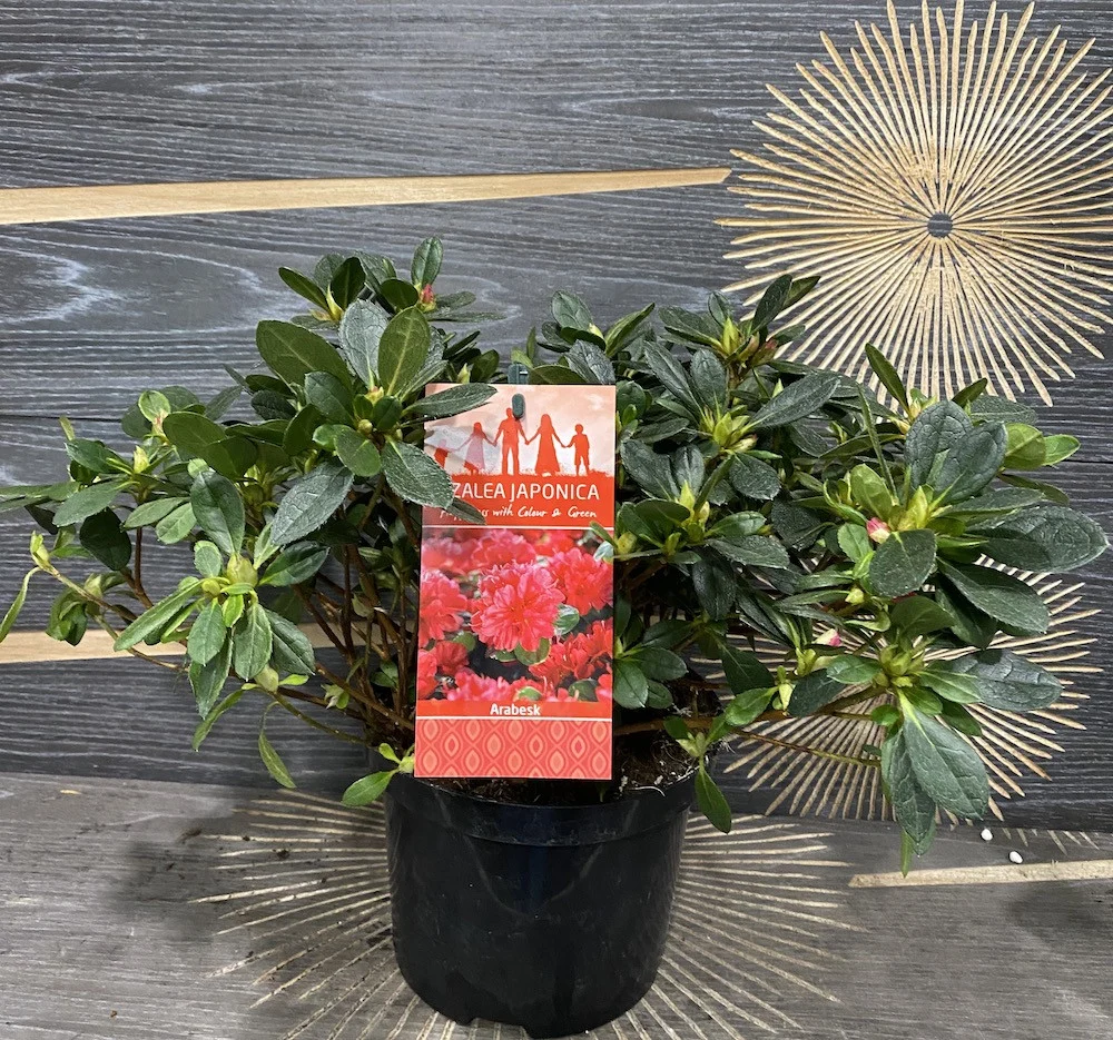 Azalee de gradina - Rhododendron Japanese Arabesk