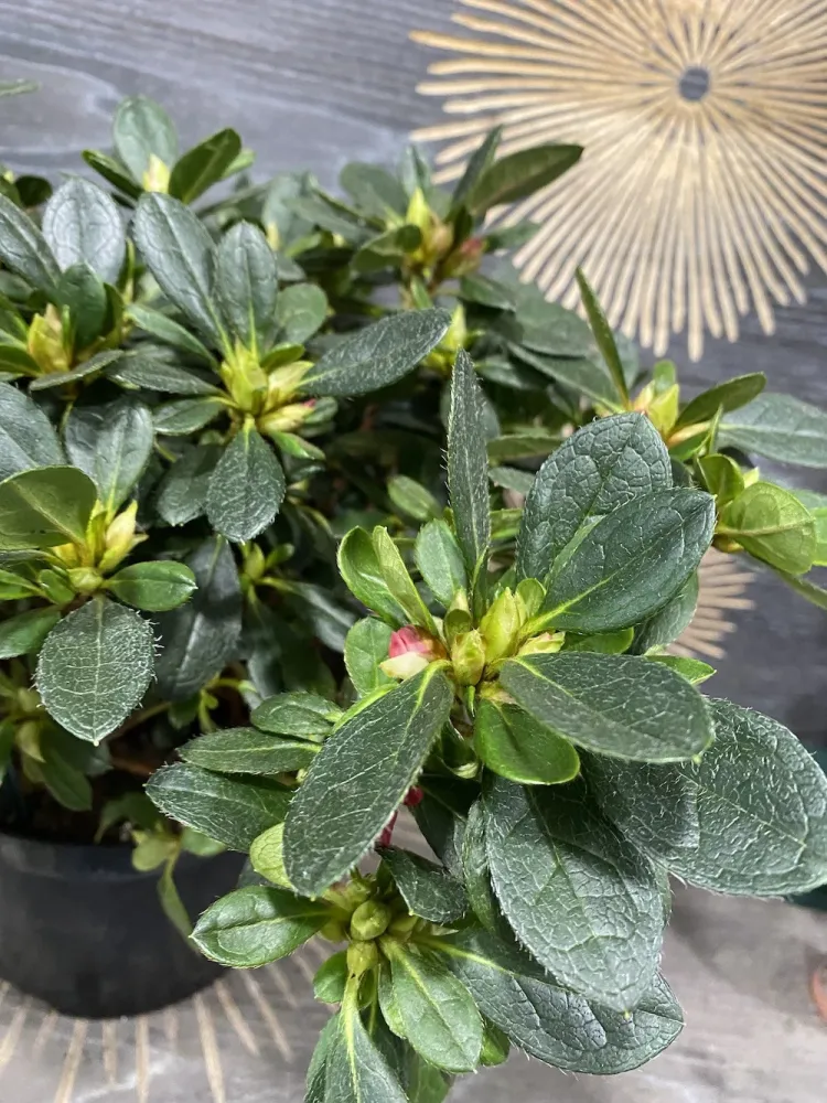 Azalee de gradina - Rhododendron Japanese Arabesk