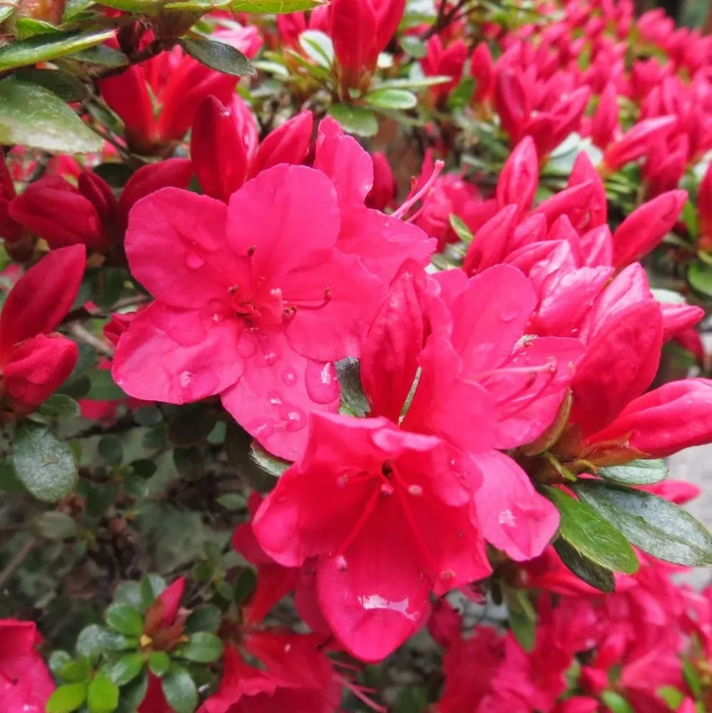 Azalee de gradina - Rhododendron Japanese Hino-crimson