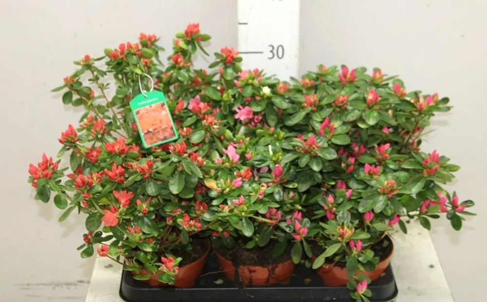 Azalee de gradina - Rhododendron Japanese Hino-crimson