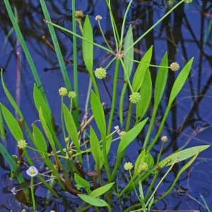Baldellia ranunculoides