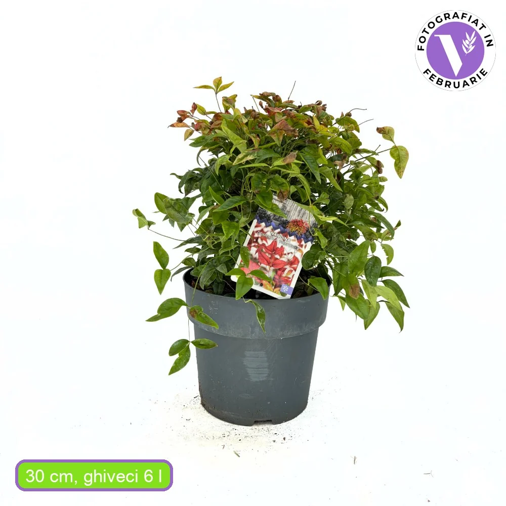 Bambus Sacru Nandina Firepower, arbust compact cu frunze rosii toamna si iarna, rezistent la frig, gradina japoneza, Feng...