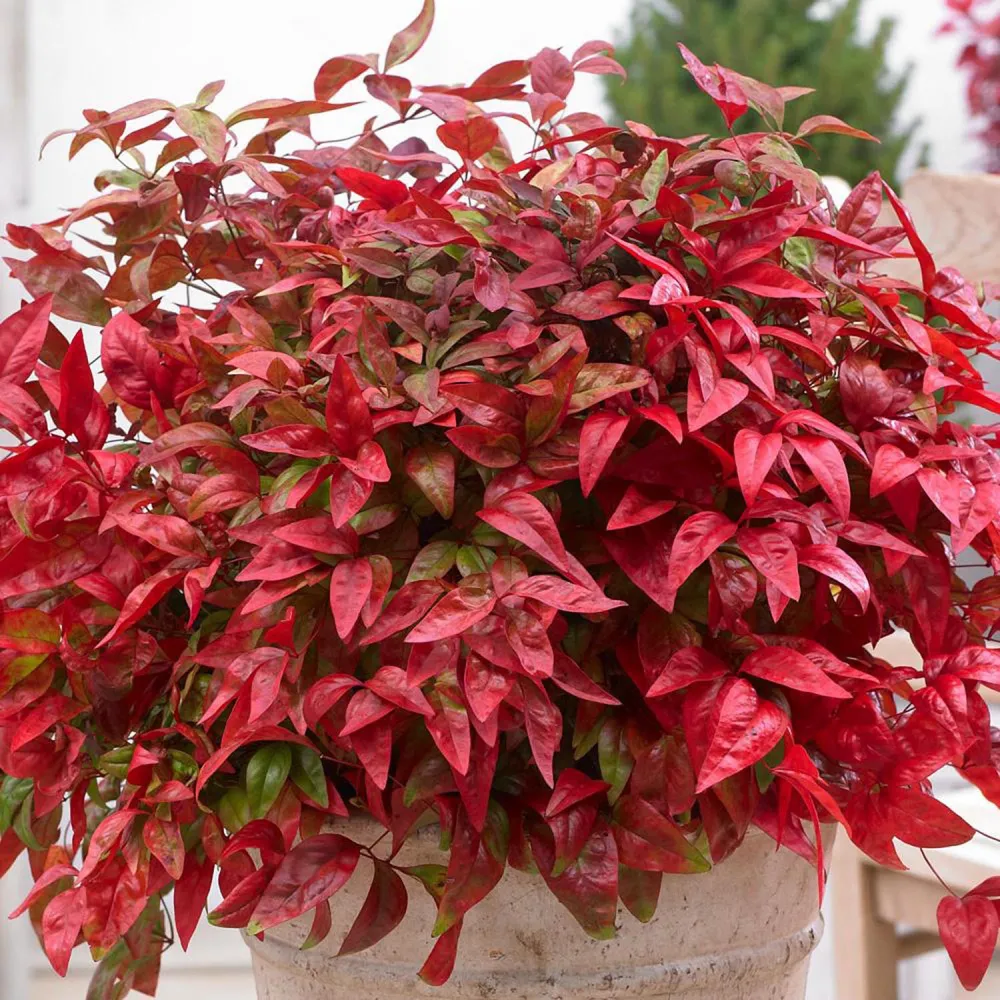 Bambus Sacru Nandina Firepower, arbust compact cu frunze rosii toamna si iarna, rezistent la frig, gradina japoneza, Feng...