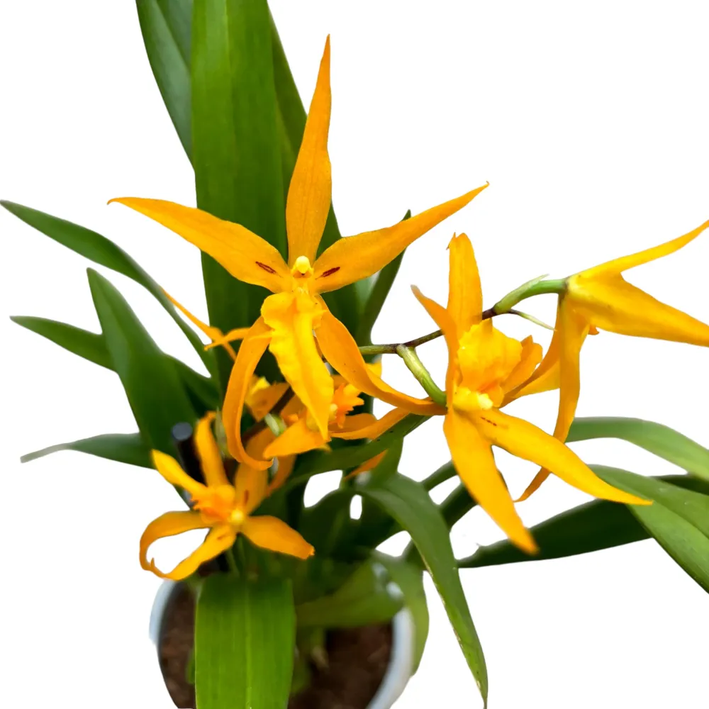 Banfieldara Gold Star (Brassia Anita) parfumata