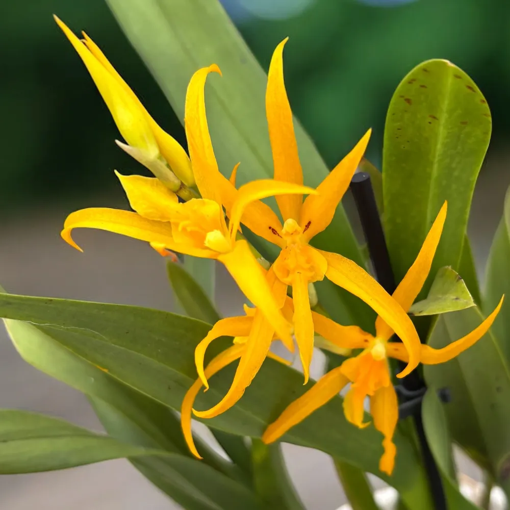 Banfieldara Gold Star (Brassia Anita) parfumata
