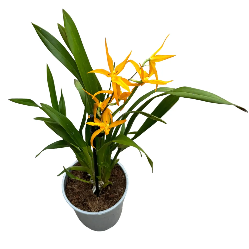 Banfieldara Gold Star (Brassia Anita) parfumata