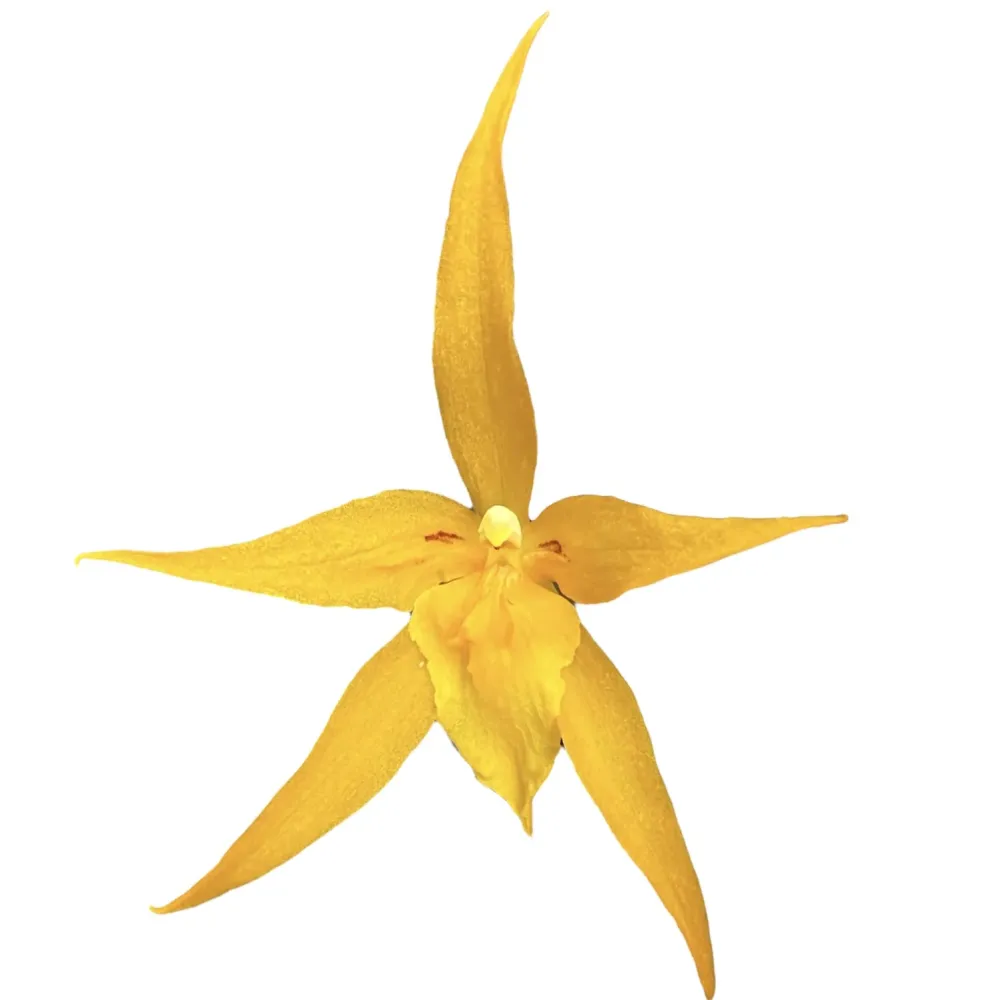Banfieldara Gold Star (Brassia Anita) parfumata