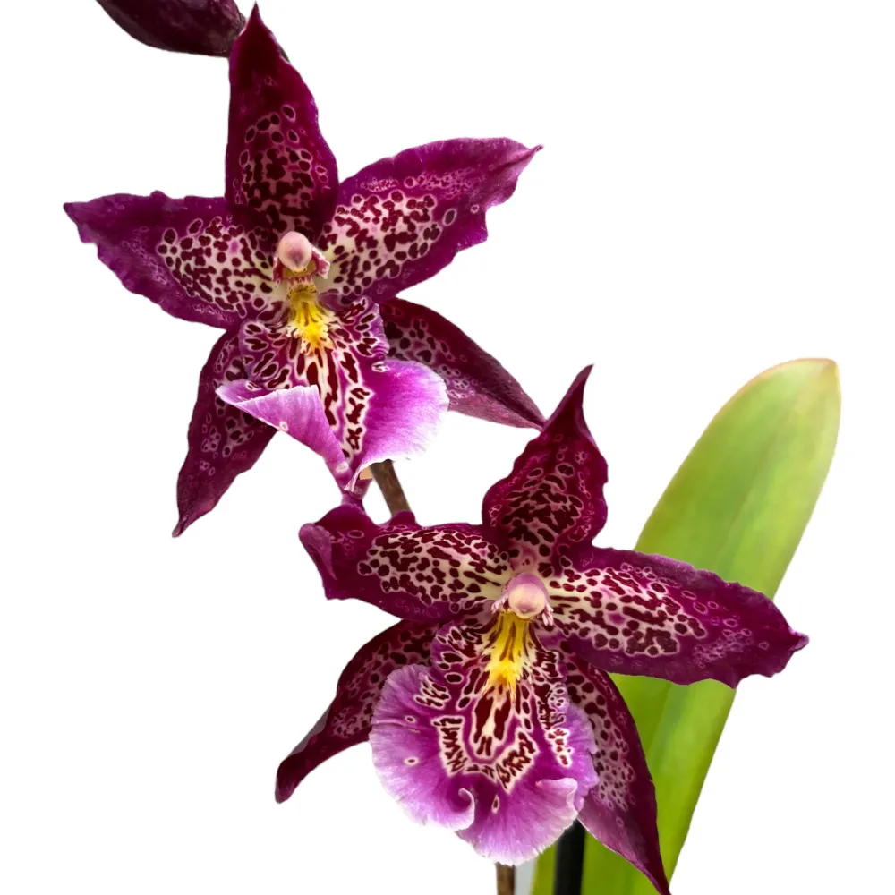 Beallara Marfitch 'Howards Dream'