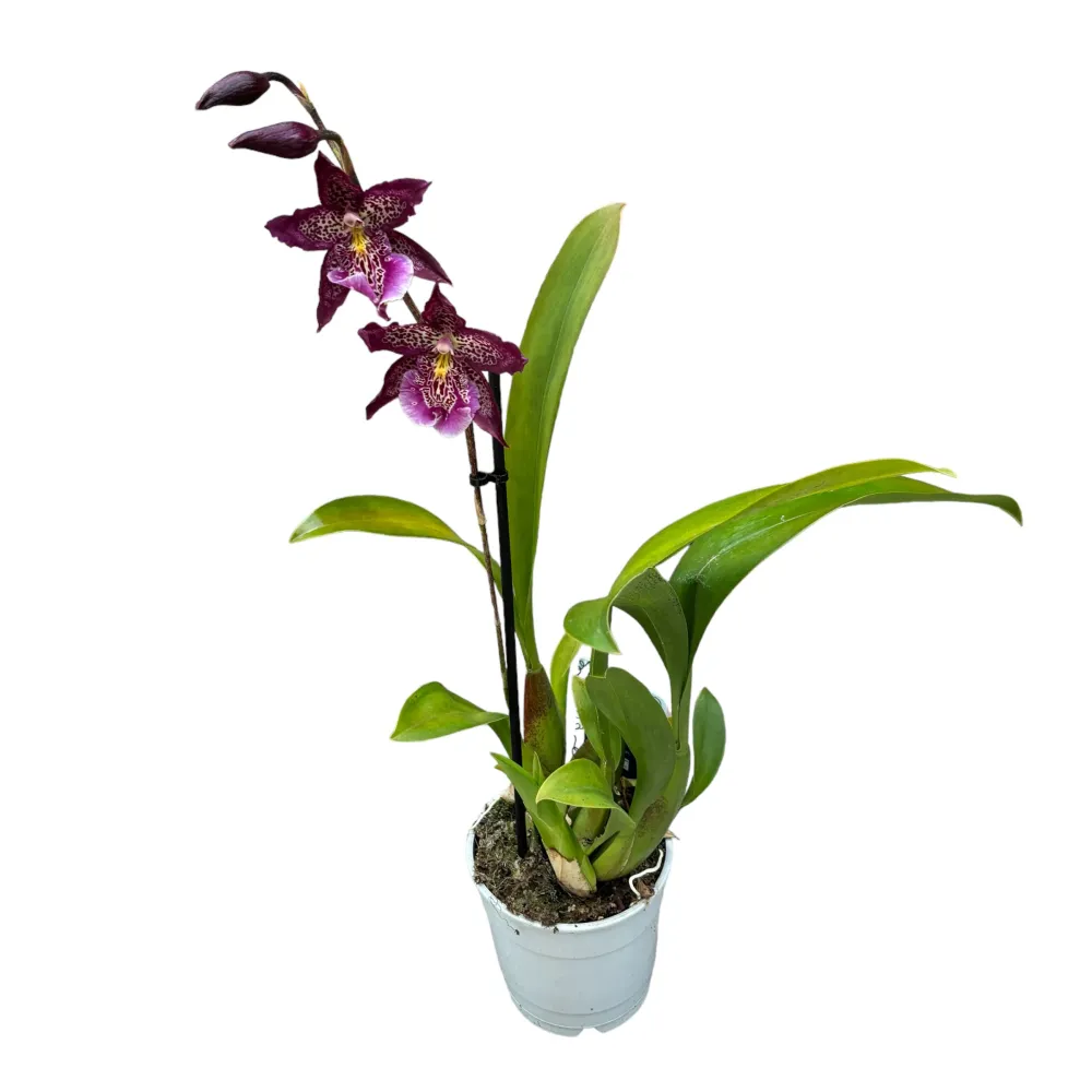 Beallara Marfitch 'Howards Dream'
