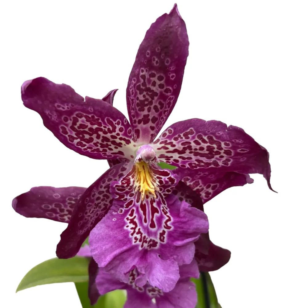 Beallara Marfitch 'Howards Dream'