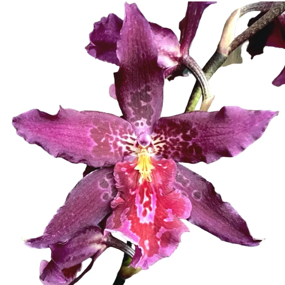Beallara Marfitch 'Howards Dream'