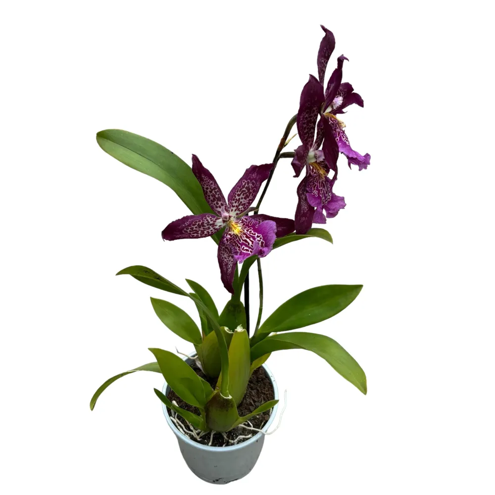 Beallara Marfitch 'Howards Dream'