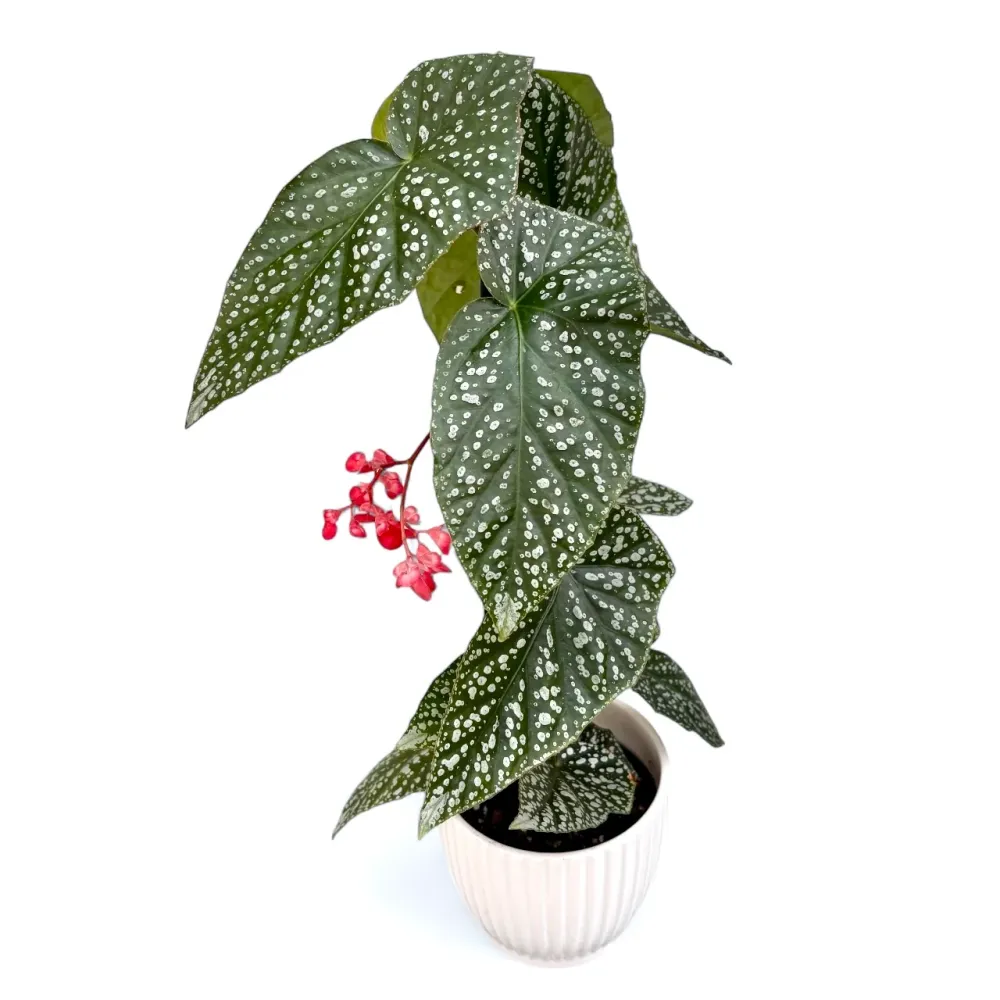 Begonia albopicta ‘Silver’ – begonie cu frunzis punctat argintiu
