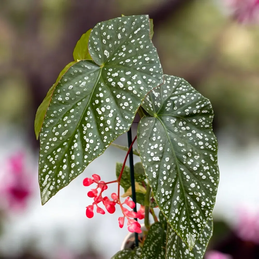 Begonia albopicta ‘Silver’ – begonie cu frunzis punctat argintiu