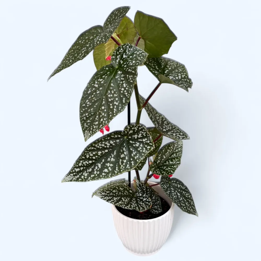 Begonia albopicta ‘Silver’ – begonie cu frunzis punctat argintiu