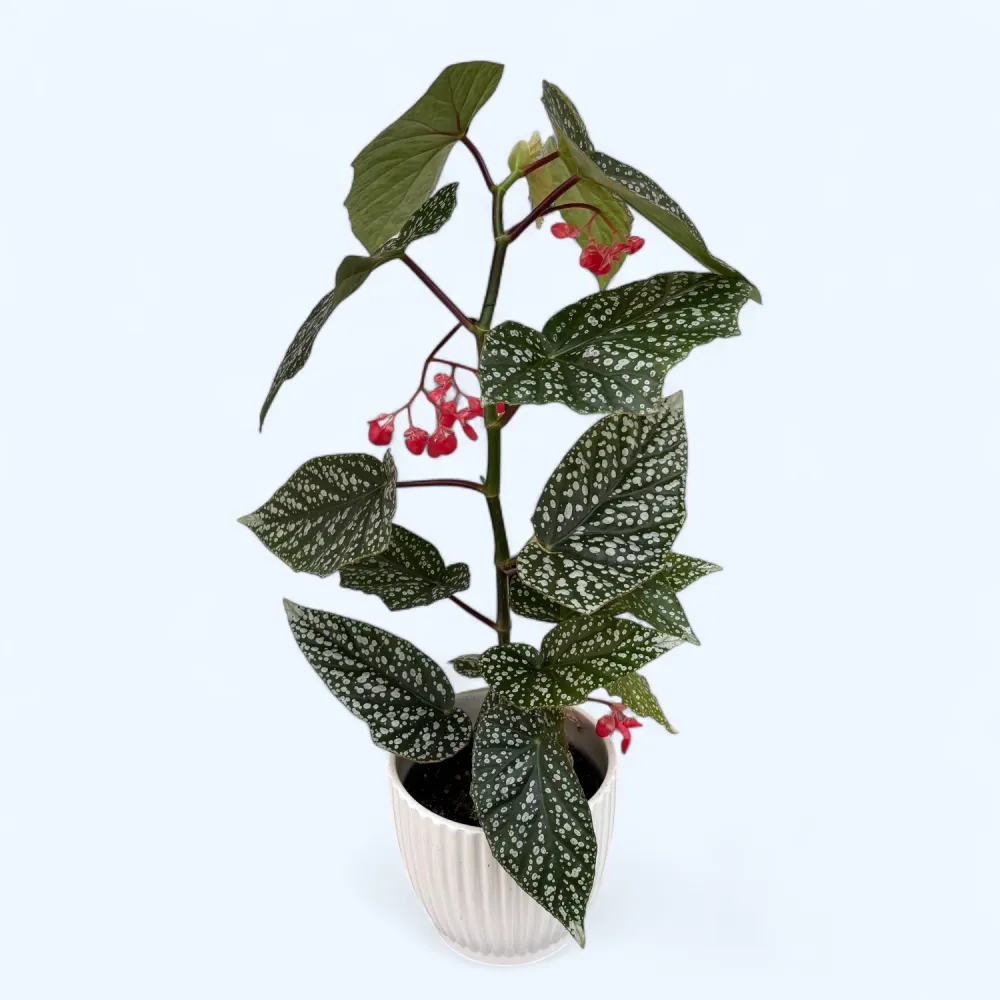 Begonia albopicta ‘Silver’ – begonie cu frunzis punctat argintiu