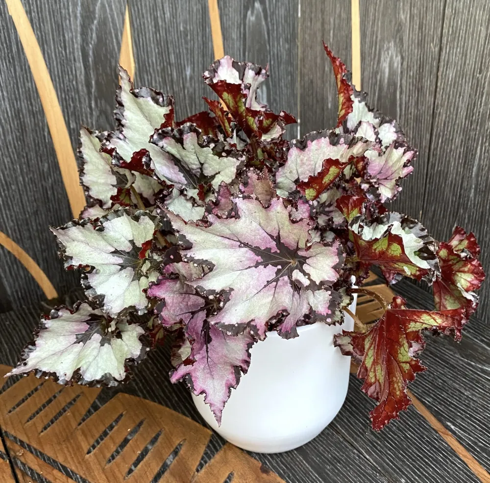 Begonia 'Amazing Titica' - 3 plante/ghiveci