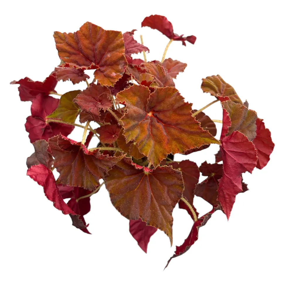 Begonia Amber Love