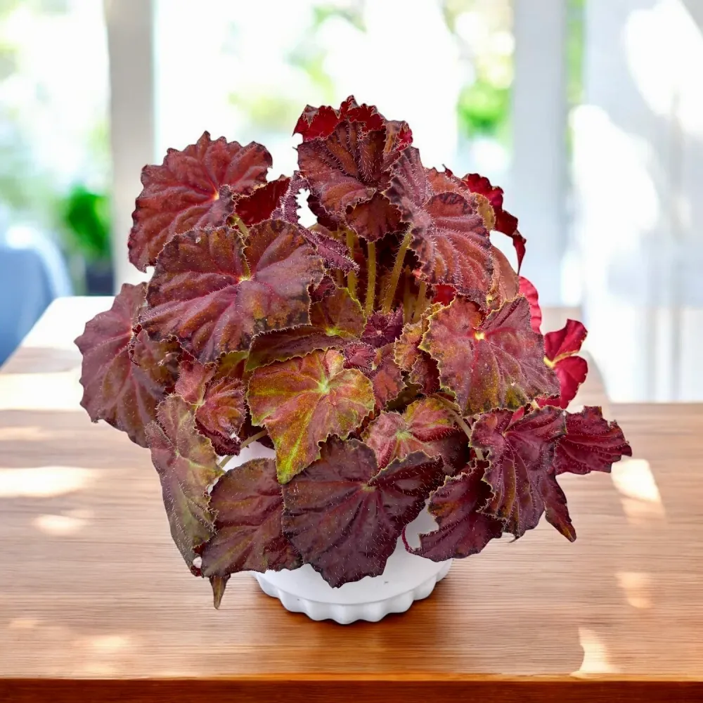 Begonia Amber Love
