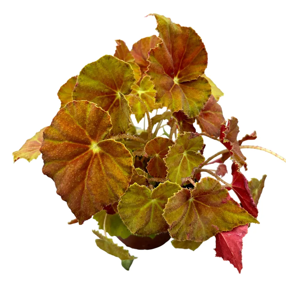 Begonia Amber Love