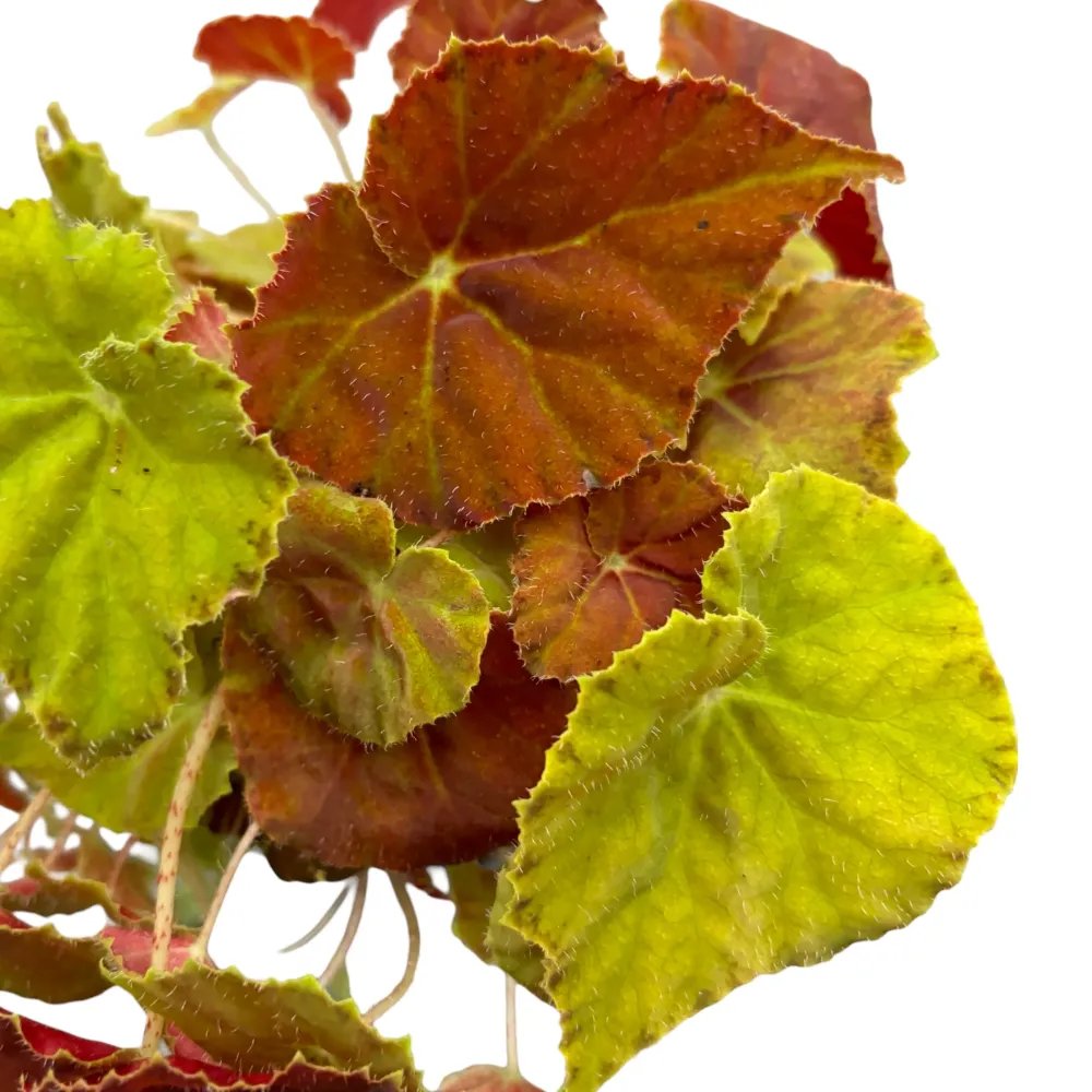 Begonia Amber Love
