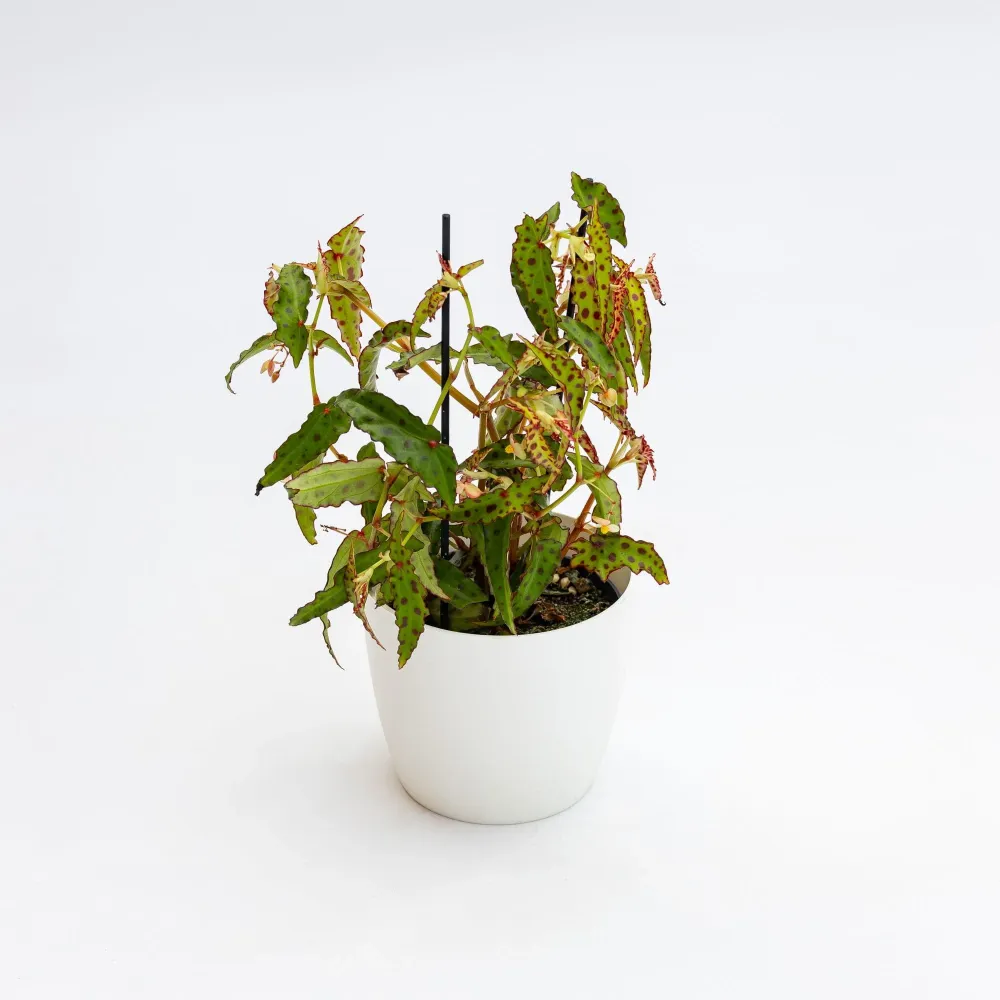 Begonia Amphioxus