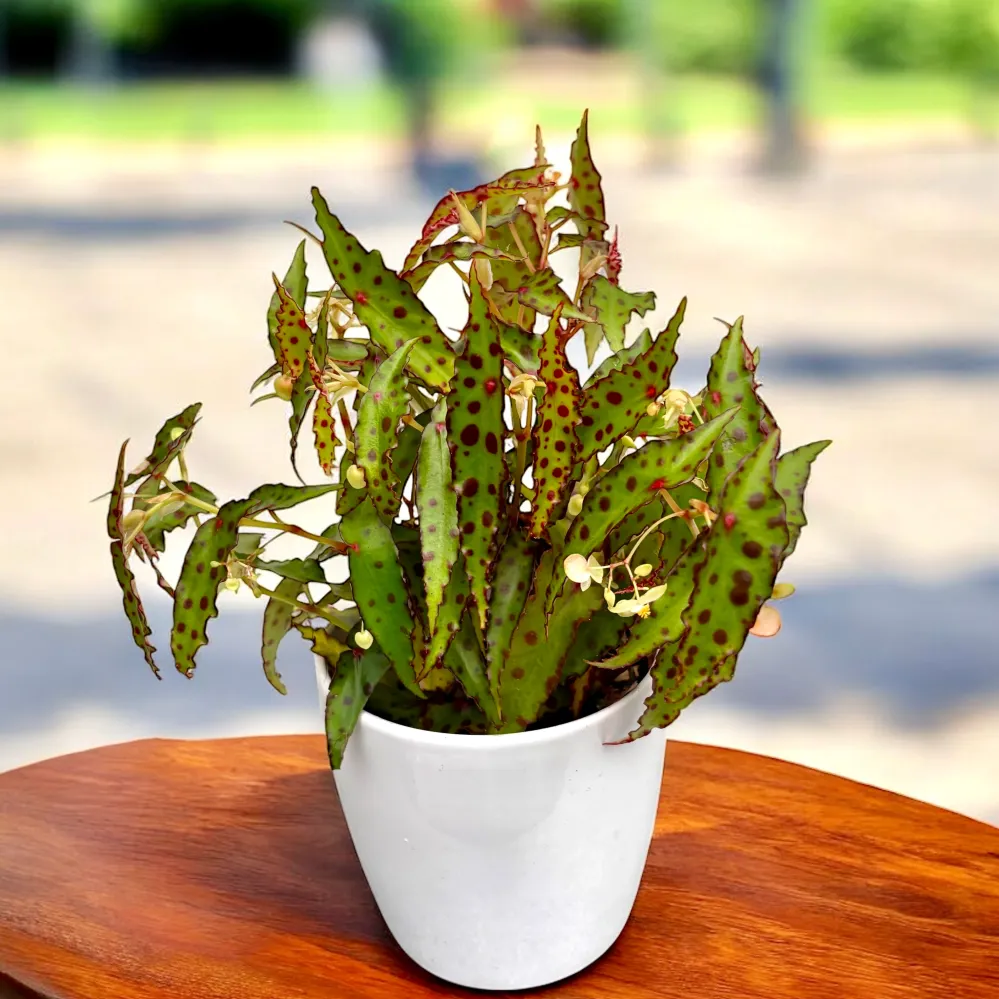 Begonia Amphioxus