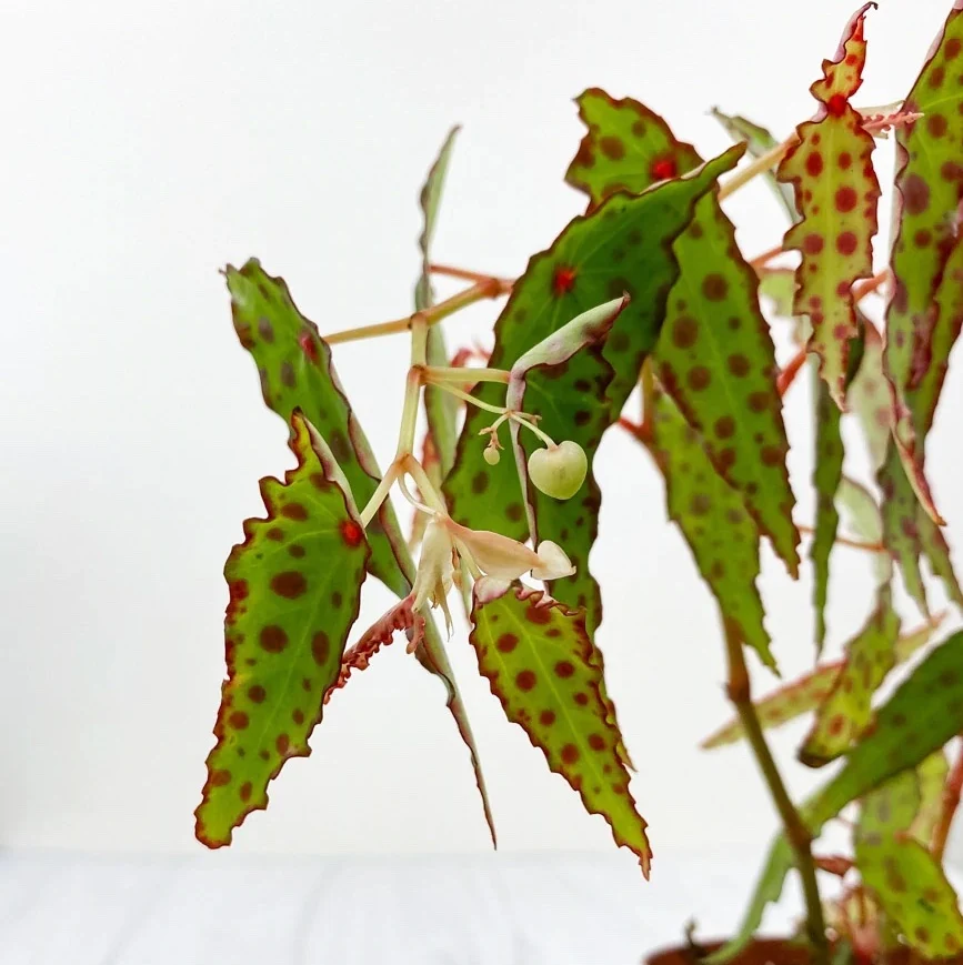 Begonia Amphioxus