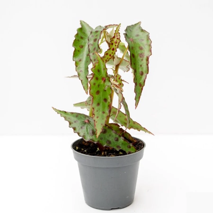 Begonia Amphioxus *babyplant
