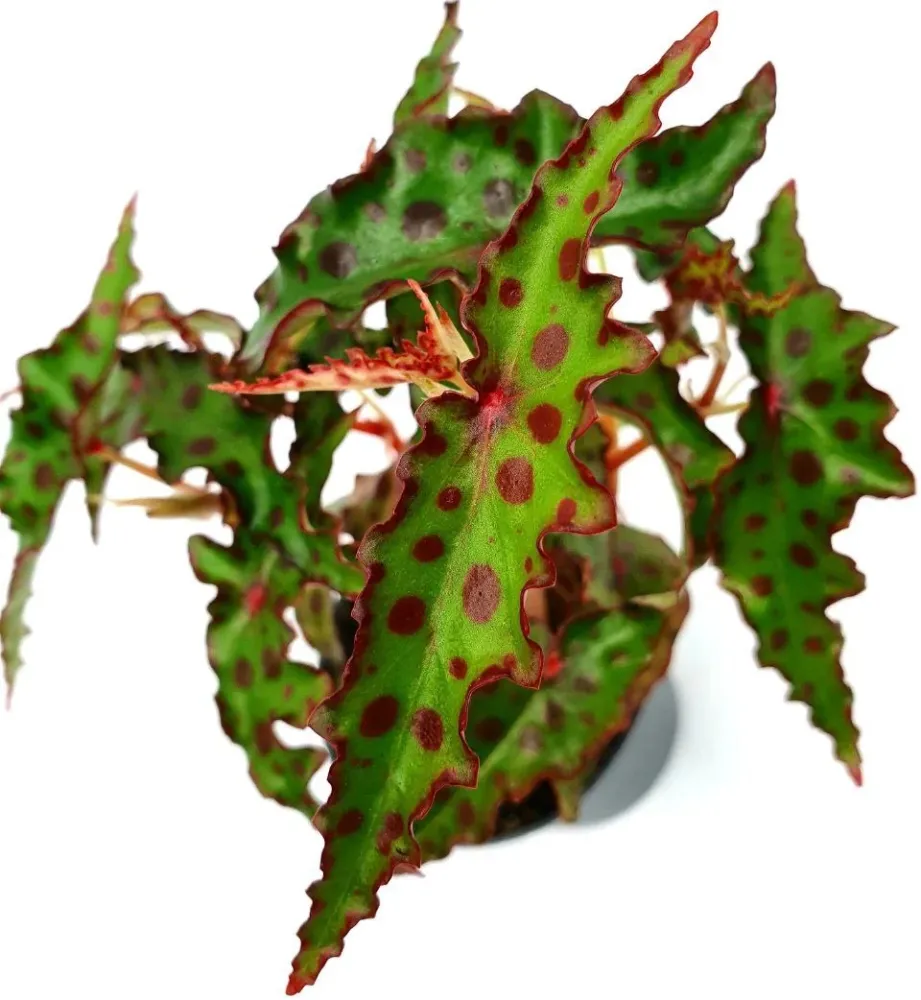 Begonia Amphioxus *babyplant