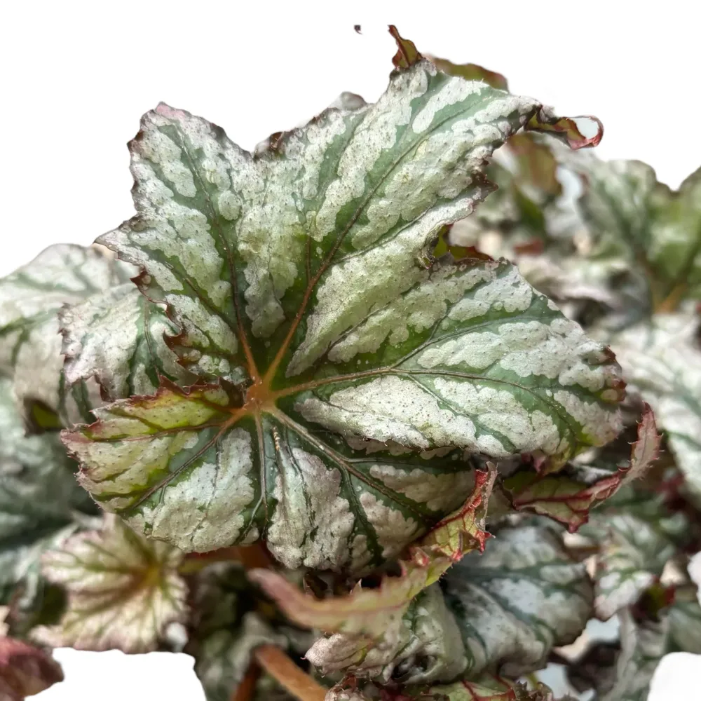 Begonia Bewitched 02