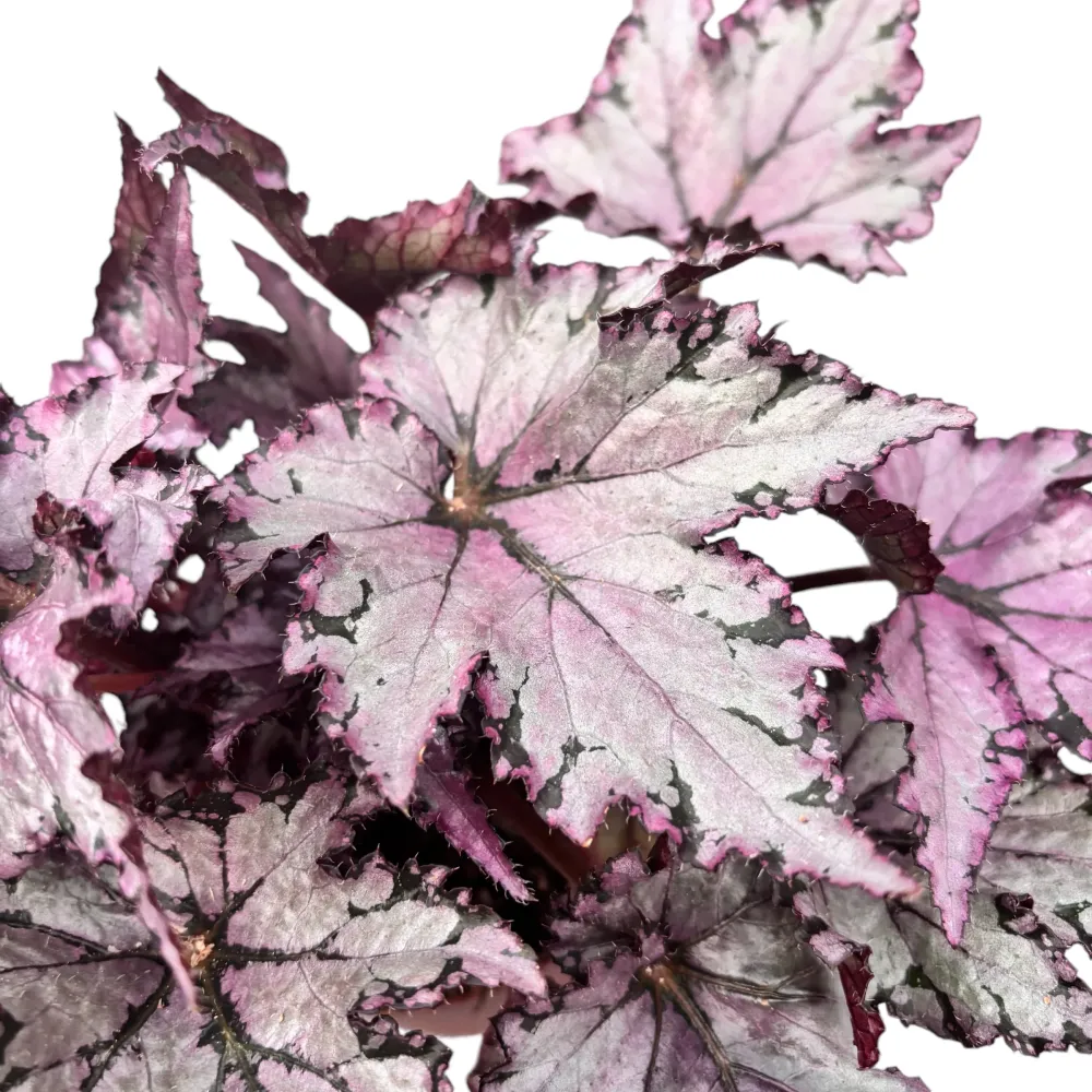 Begonia ‘Bewitched Festive Lavender’