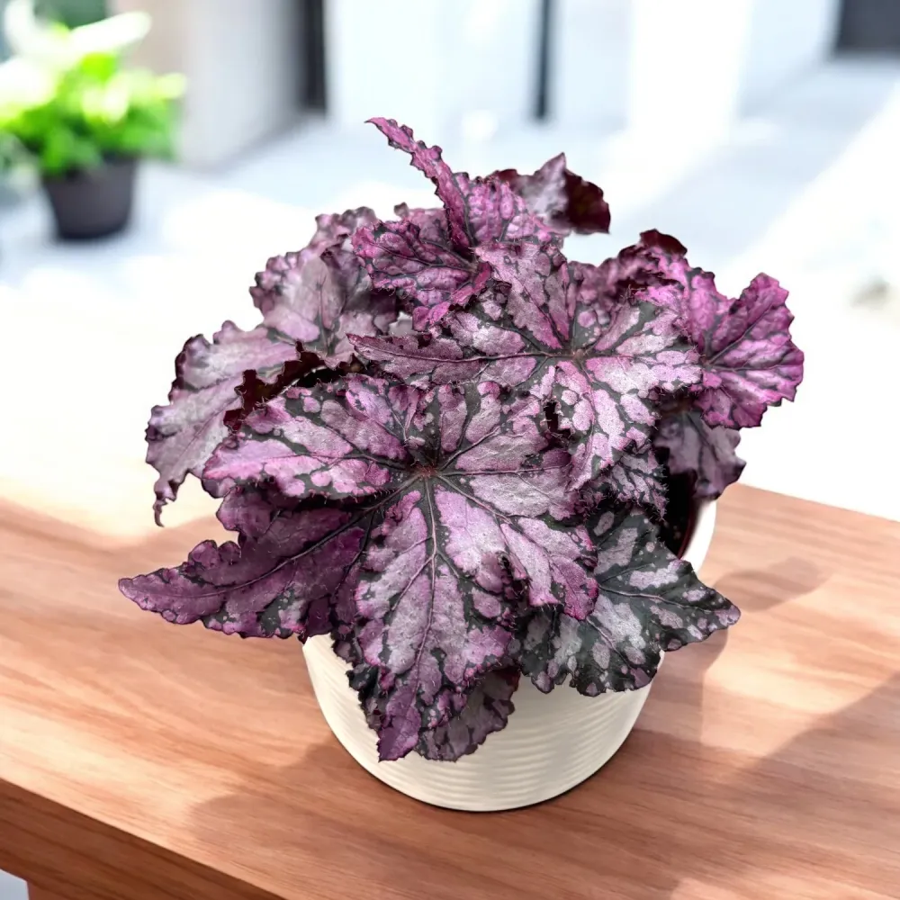 Begonia Bewitched Pink