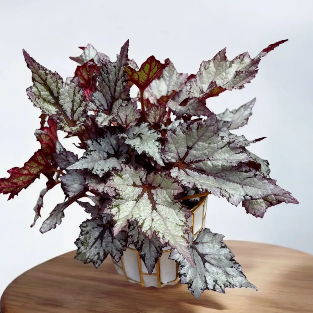 Begonia 'Bewitched White’