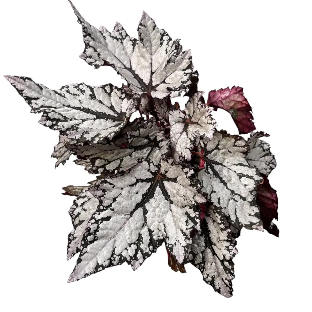 Begonia 'Bewitched White’