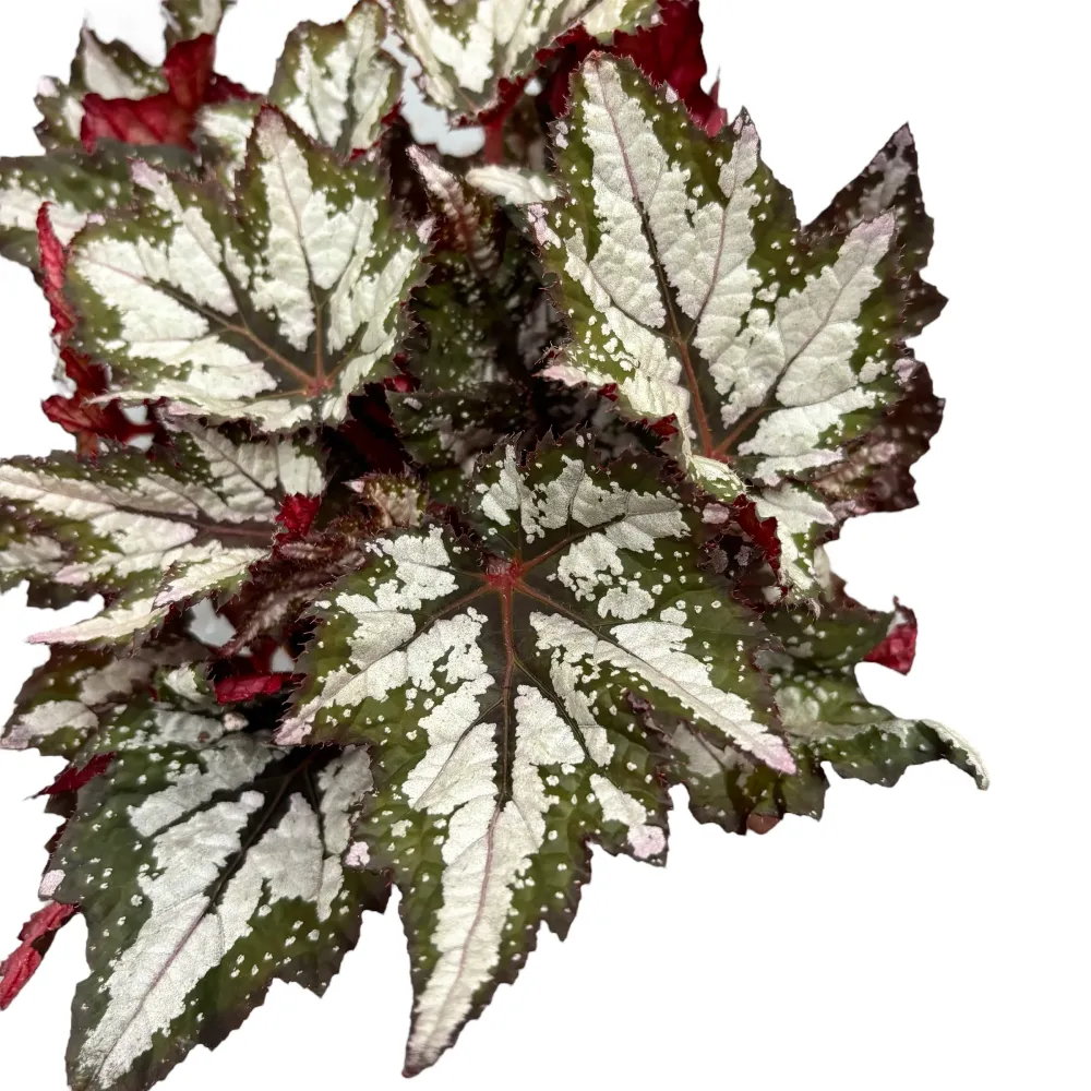 Begonia 'Bewitched Wintergreen’