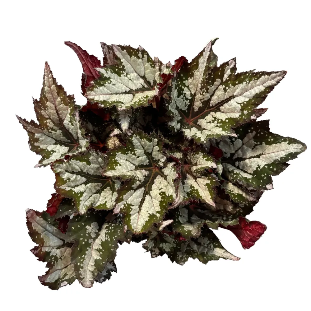 Begonia 'Bewitched Wintergreen’