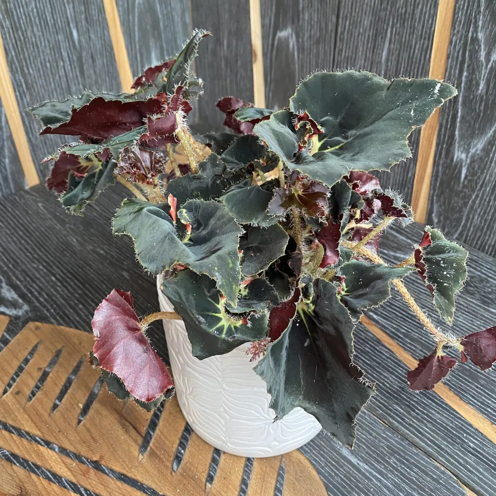 Begonia Black Fang