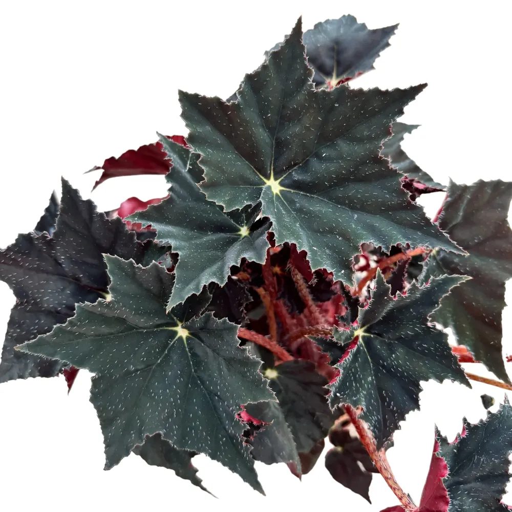 Begonia ‘Black Velvet’